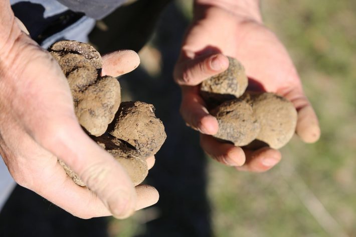 Tartufo Bianco Tuber Magnatum Pico Dei Monti Sibillini